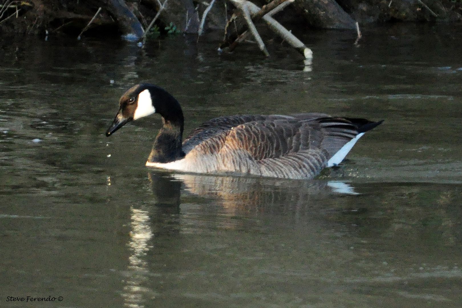 "Natural World" Through My Camera: Otter tracks, Beaver, Muskrat, Hawk